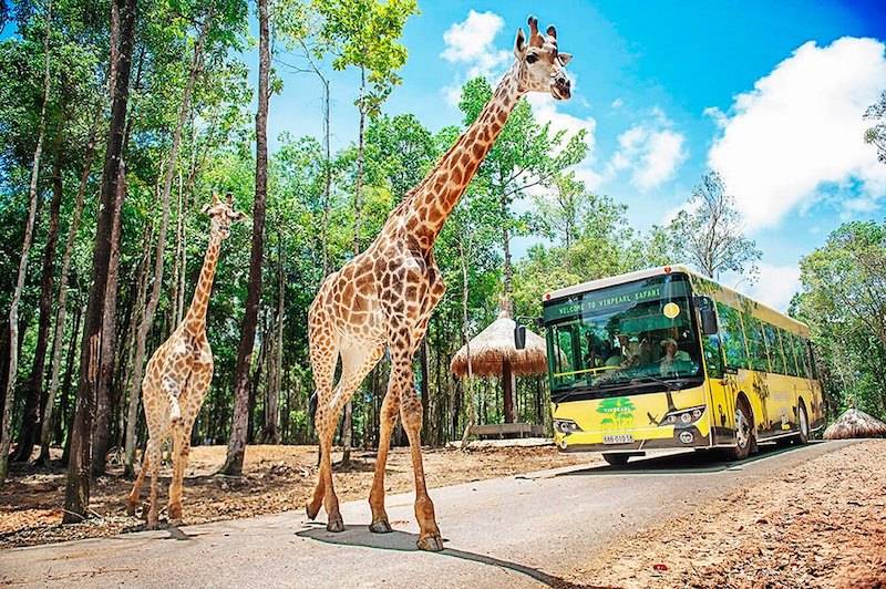 Ngắm nhìn các loài động vật hoang dã tại công viên giải trí Vinpearl Safari