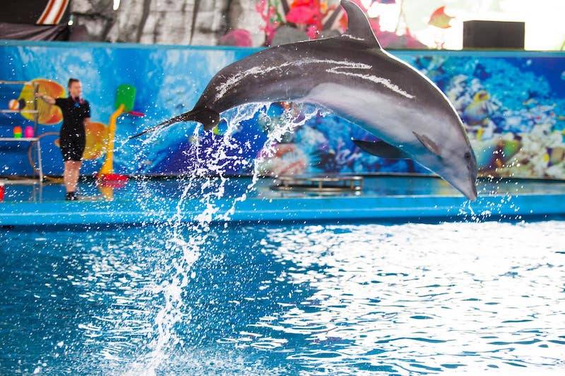 Công Viên Tuần Châu Park và màn biểu diễn cá heo nổi tiếng