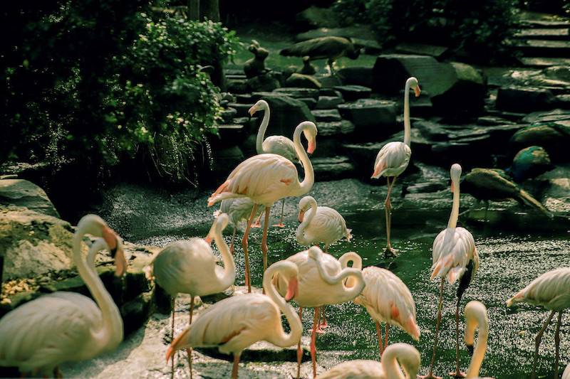 Vườn bách thú thu nhỏ giữa lòng Sài Gòn