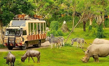 Safari